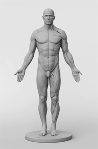 anatomical figure